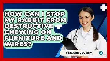 How Can I Stop My Rabbit From Destructive Chewing On Furniture And Wires? - PetGuide360.com