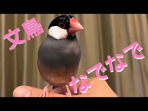 【文鳥こはる】大好きな旦那になでなでされる Java sparrow