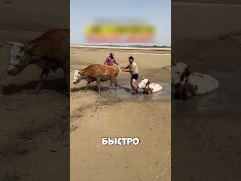 Пастух БРОСИЛСЯ в ПЕСКИ ради спасения КОРОВ😳🔥🐄