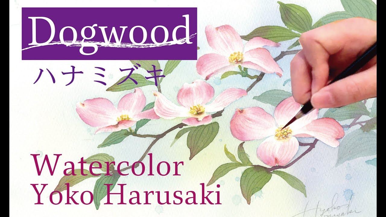 ３色で描く水彩画 Watercolor Painting With Three Colors Dogwood Yoko Harusaki ハナミズキ水彩画の描き方 Youtube