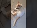 busy little cat #animalshorts #littlecats #littlecats #lovepets #viral #catplay #kitten