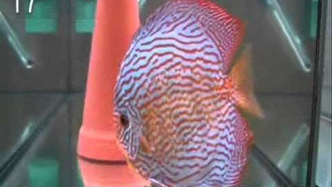 Cá Ngũ Sắc Thần Tiên - Cá Dĩa - Discus