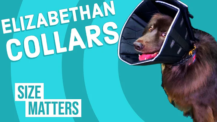 Choosing the Right Elizabethan Collar For Your Pet...