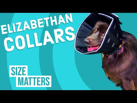 Video: Cone Of Shame: Why E-Collars Get A Bad Rap (but Are So Important)