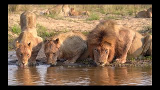 LIONS. The Kambula Pride.