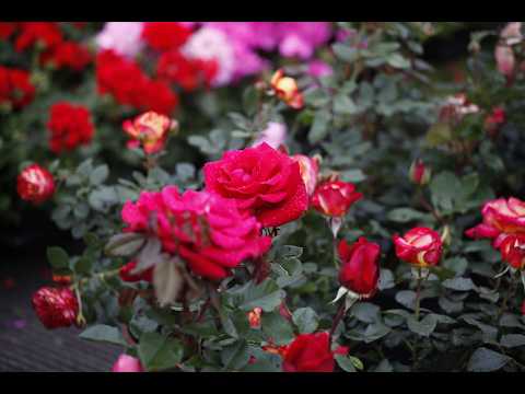 Video Vicopisano - Castello in in Fiore edizione 2025