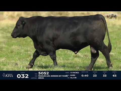 LOTE 32   TAT 5052 M Angus