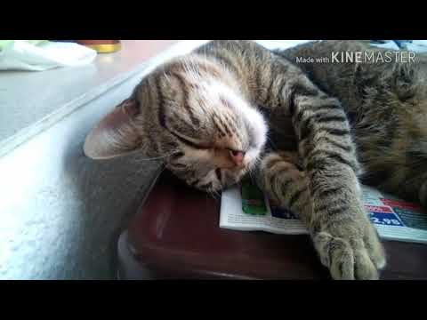 Видео: Как да помогнете на котката си да се възстанови от упойка