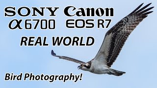 Sony a6700 Canon R7 Real World Bird Photography!