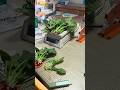 ほうれん草出荷を始めた