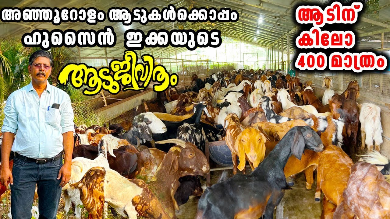 10 ഏക്കറിൽ ഇങ്ങനൊരു ആട് വിസ്മയം നിങ്ങൾ കണ്ടിട്ടുണ്ടാകില്ല|Goat🐏🐐|Goat Farm Malayalam|Goat farming