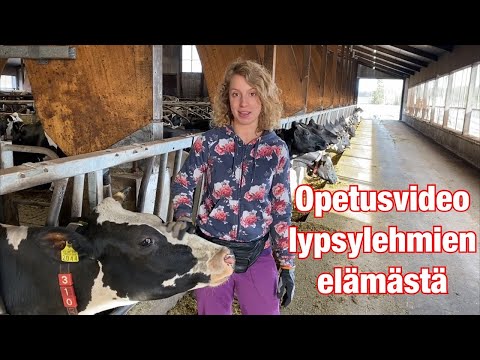 Video: Mitä pitää tuntea lehmien preg-tarkastuksessa?