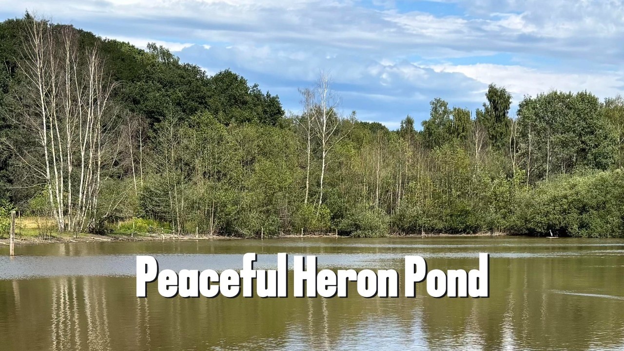 Peaceful Pond in Kwintelooien | Grey Heron & Canada Geese  Relaxing Nature Sounds