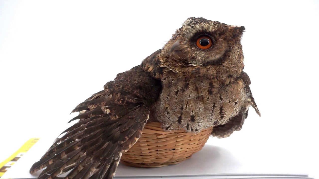 Scops Owl: Don't come near to my nest! Defensive Mode Activated!
