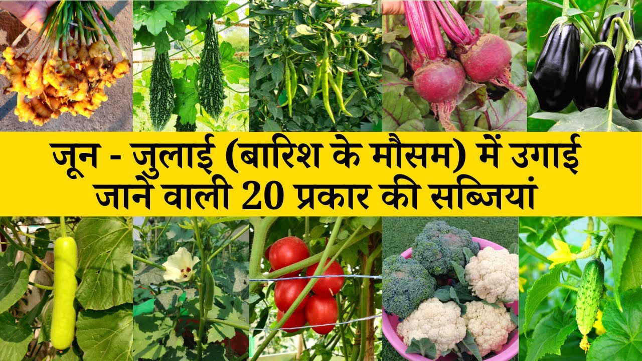 बारिश के मौसम (जून-जुलाई) में लगाई जाने वाली 20 सब्जियां | Rainy Season