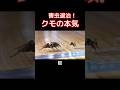 部屋に出た害虫の退治をクモに任せた結果🕷️