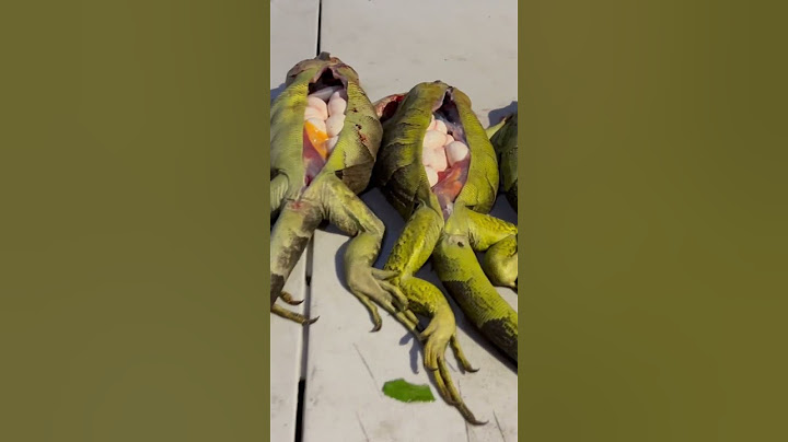 #caza de #iguanas  llenas de #huevos 🥚 pura #vitamina
