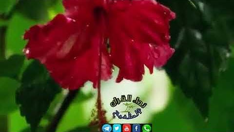 ايـآت تـتحدث عن ¦¦فـضـل الـوالـديـن¦¦ بصوت القارئ اليمني/حماد بن عزي_وفقة آلله_