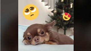 The Cutest Animal Moments Ever Caught on Camera! 🐾 You Won’t Stop Smiling!
