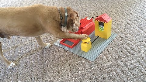 Dog using LEGO Mindstorms Pet Feeder Version 2.0