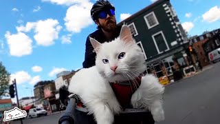 Deaf Cat Explores London on a Bike with her Dad | Cuddle Cats