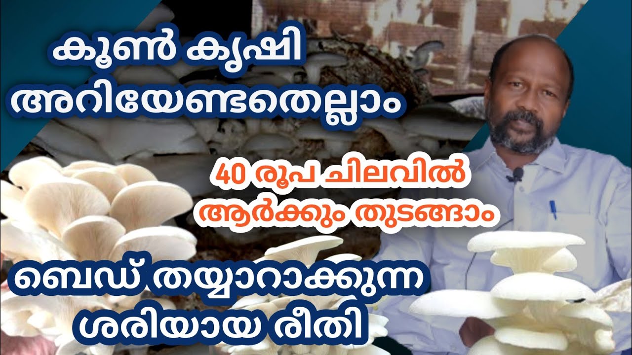 Mushroom cultivation/ ചിപ്പി കൂൺ കൃഷി പഠിക്കാം 🍄
