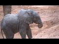 La primera cría de elefante nacida en BIOPARC Valencia cumple 1 mes de vida 🐘😍