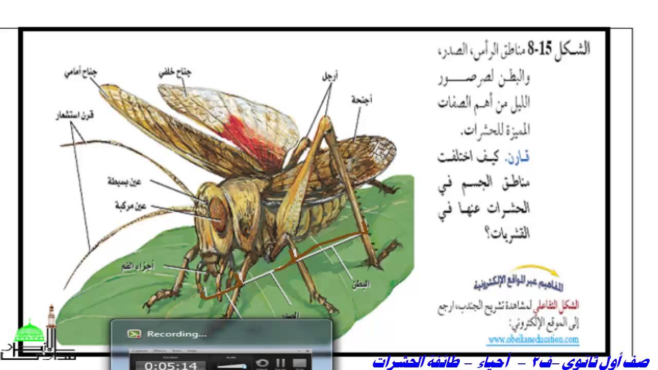 Ù†ØªÙŠØ¬Ø© Ø¨Ø­Ø« Ø§Ù„ØµÙˆØ± Ø¹Ù† Ø§Ù„Ø­Ø´Ø±Ø§Øª ÙˆØ§Ø´Ø¨Ø§Ù‡Ù‡Ø§