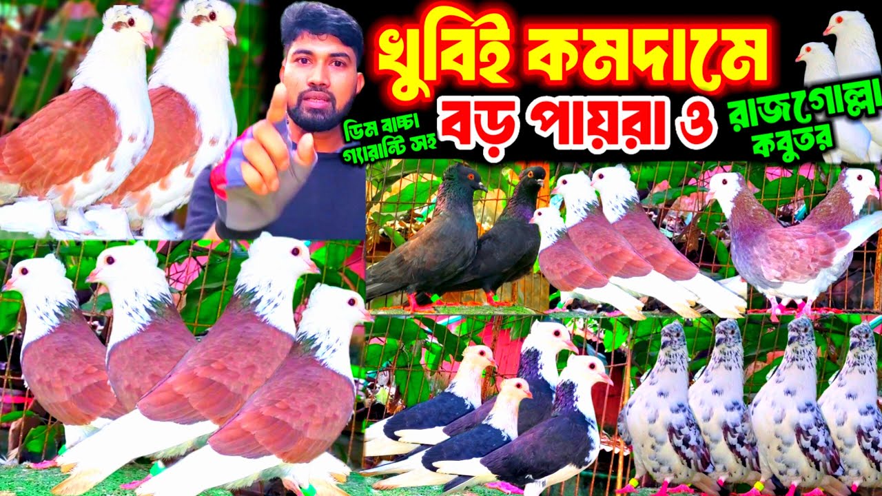 ৪০০/৫০০ টাকা পিস কালারিং রাজগোল্লা দেশি গোল্লা কবুতর কিনুন || ১০০% ডিম বাচ্চা গ্যারান্টি সহ কবুতর ||