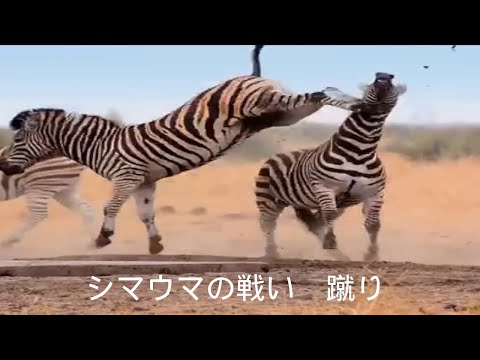 Africa zebra vs zebra fight for mate