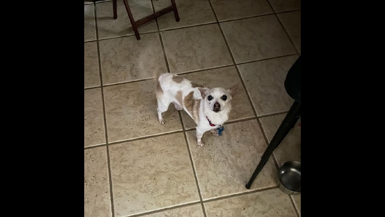 Phantom Breaker Battle Grounds Ultimate! Story continued!!