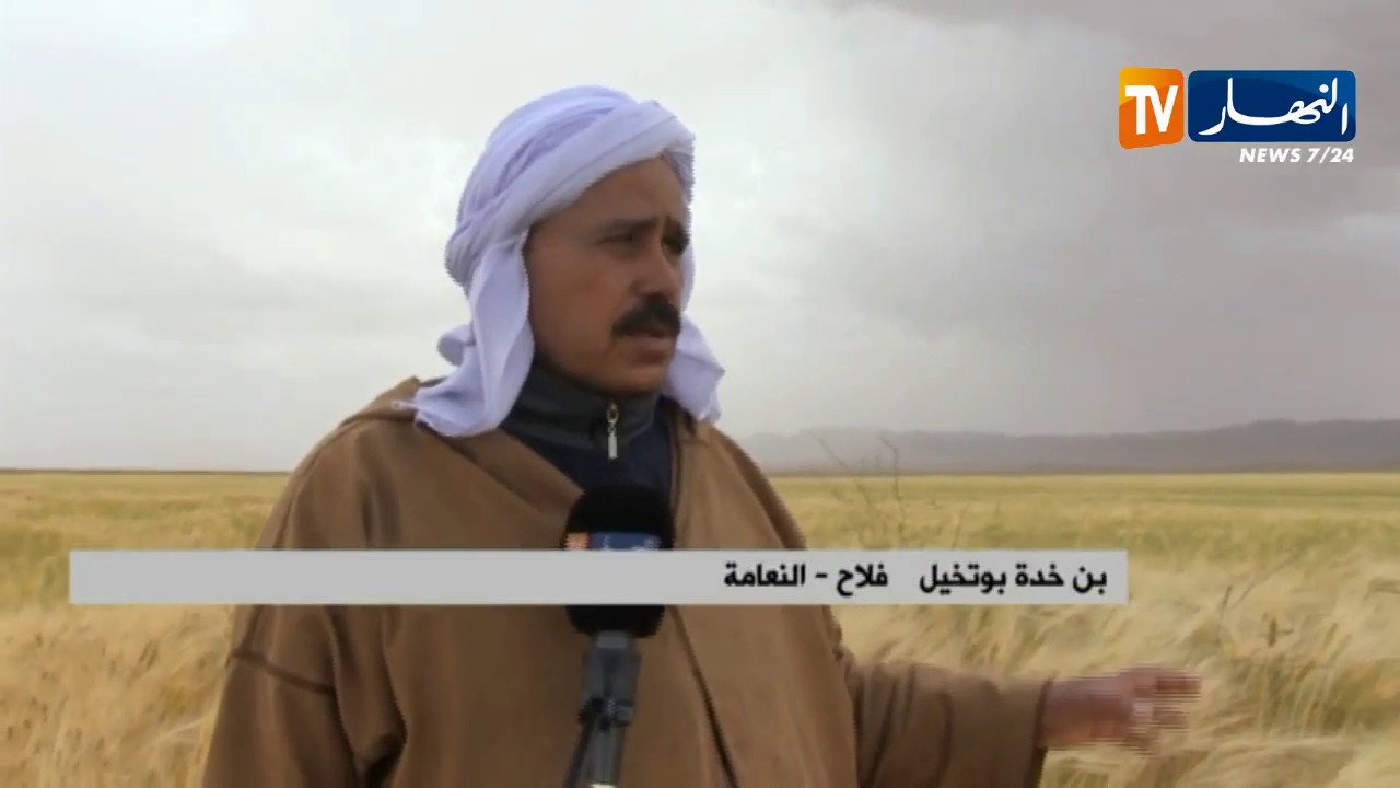 النعامة: إنتاج وفيرللقمح والشعير مقابل غياب آلات الحصاد