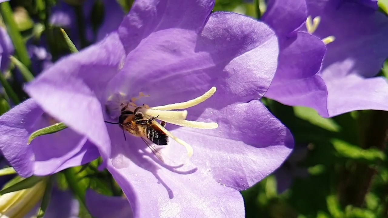 Wildblumen für mehr Wildbienen und Biodiversität YouTube