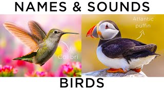 Names and Sounds birds - Learn Bird Species in English