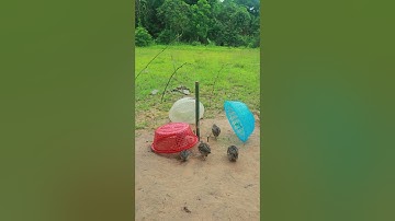 Quick quail trap DIY #shortvideo #shorts #youtube