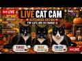 LIVE CatCam | 07-09-26 | Max, Tango &amp; Smush Face