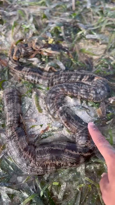 Eating sea snakes? Are sea snakes edible?