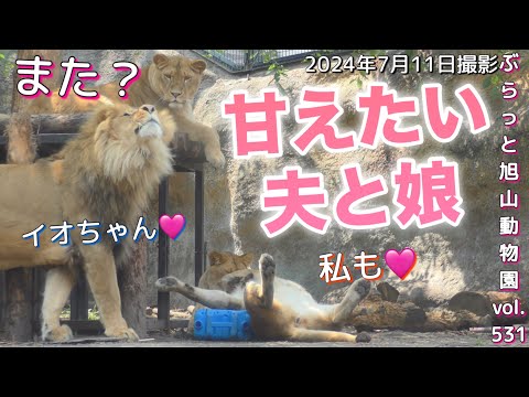 ライオン旭山動物園》甘えるつもりが怒られる夫オリト。甘えのおかわり