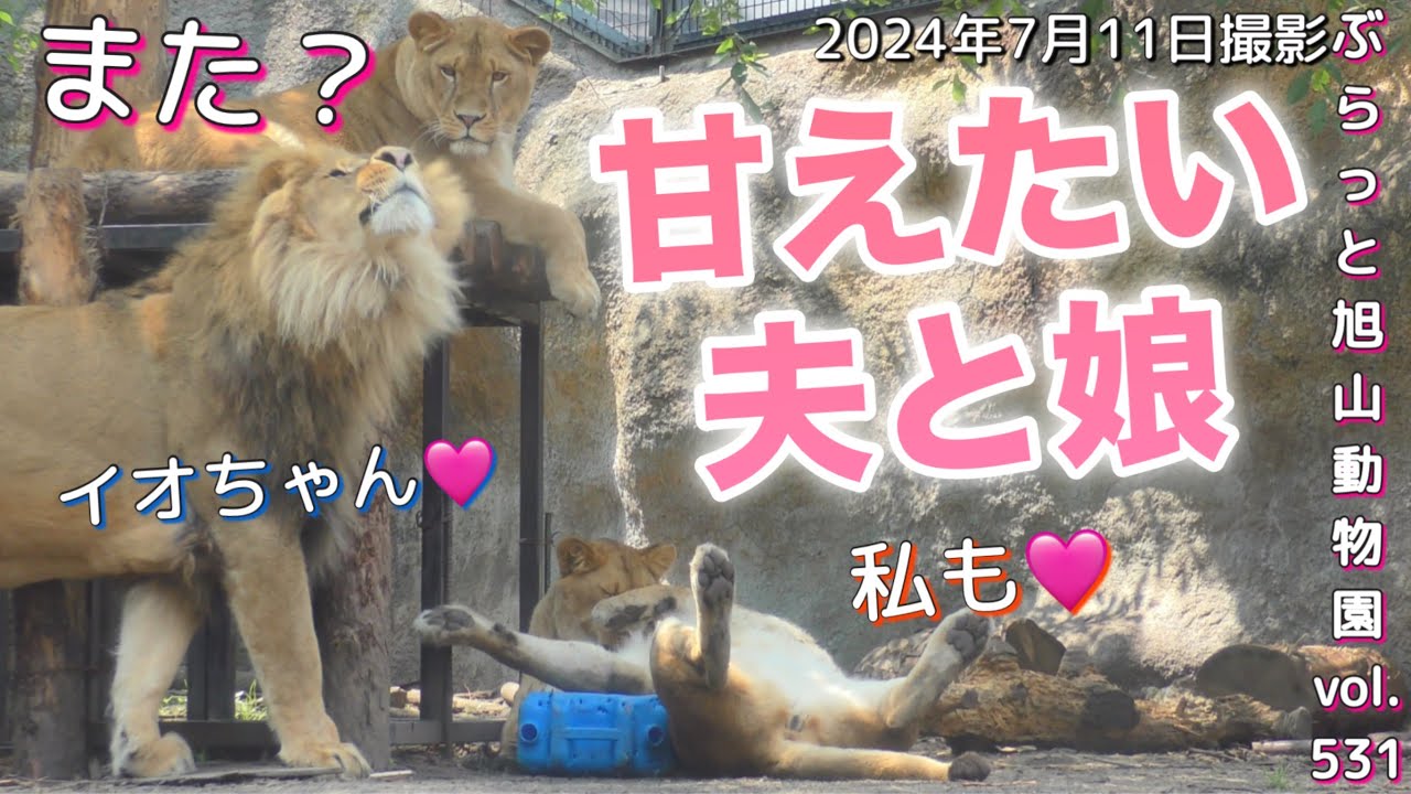 ライオン旭山動物園》甘えるつもりが怒られる夫オリト。甘えのおかわり