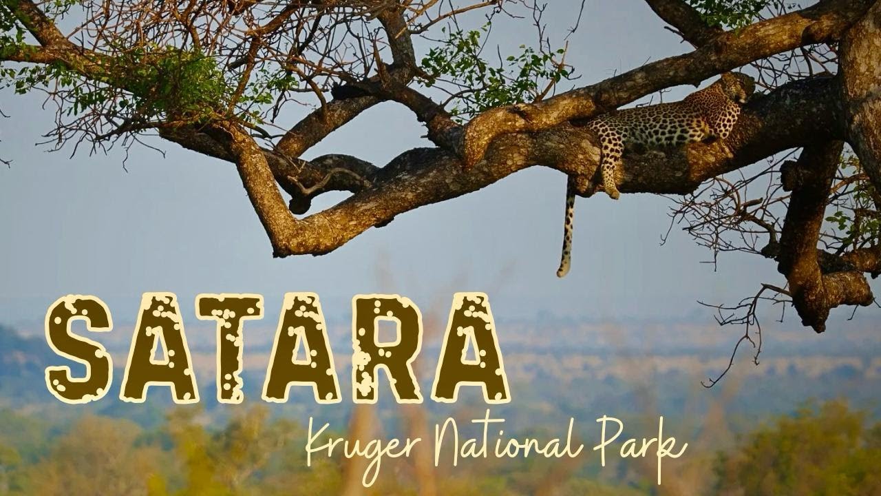 Kruger National Park's best area to see BIG CATS!