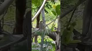 Bigodinho novinho canatando muito na natureza