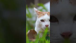 RELAXING CAT SLEEP 4K