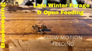Late Winter Early Spring Bee Forage and Open Feeding