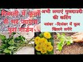 गुलदावरी की कटिंग लगाने का सबसे आसान तरीका chrysanthemum cutting method