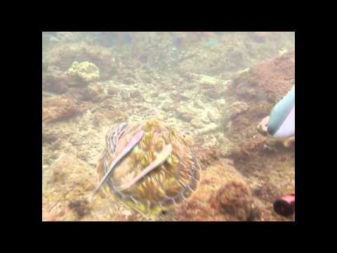 Brent John underwater / Paku Kecil, Redang