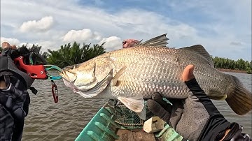 Câu lure cá chẽm bằng combo mồi lure 245k và cần bulava titanium ( bảo hành ngọn 6 tháng)