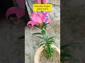 Plantation Project DIET Quilaghat Darbhanga l #darbhanga #bpscteacher #bpsctre4 #motivation #shorts