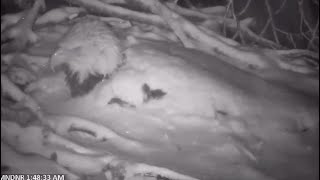 MN DNR Eagle ~ Mom In Her Eagloo❄️ Keeping Her Eggs Toasty Warm In The Snow! Dad Shift Change 3.6.22