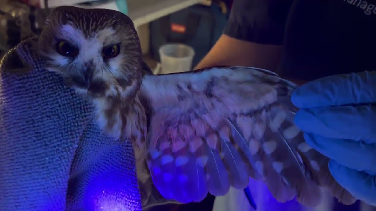 Aging a saw-whet owl with black light
