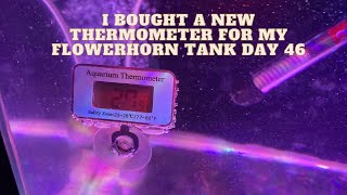 I Bought a New Thermometer For My New Flower horn Tank Day #46
